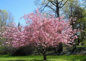 Un magnifico giardino in fiore con una magnolia, un albero di ciliegio in piena fioritura e tanta vegetazione e erba verde allaperto Una natura incontaminata che regala uno spettacolo di colori e profumi GardenFiore