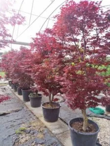 Questa immagine ritrae un bellissimo albero di FlowerAcero dal tronco rosso che spicca tra la vegetazione Le foglie verdi brillanti e le delicate infiorescenze di fiore rosso creano uno spettacolo di bellezza in un vaso Una scena idilliaca che cattura lessenza della natura!