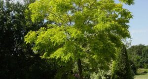Immagine di un boschetto di alberi di robinia, faggi, aceri e conifere, con erba e felci che crescono intorno a loro, che si estende fino allorizzonte di una terra ricca di vegetazione