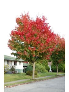 Un ramo rosso dellAcero, che si intreccia tra la vegetazione e lerba, è una parte dellalbero che ci ricorda che la natura ci circonda e ci offre bellezza