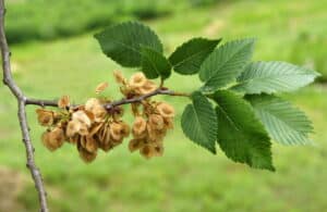 Questa foto è una vista panoramica di un albero siberiano olmo che emerge tra la vegetazione erbacea Vi è anche un fiore Foglia di Annonaceae e un tiglio che si erge tra una quercia e unerba Una scena selvaggia di una straordinaria varietà di alberi e fiori