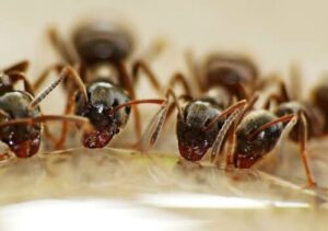 Piccole formiche in fila in unimmagine macro, utile per un articolo sulla disinfestazione delle formiche