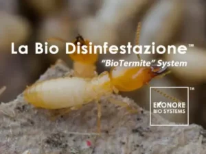 Immagine di un gruppo di formiche e termiti che strisciano verso una disinfestazione dei termiti