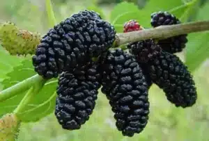 Unimmagine che mostra unesplosione di fiori profumati, bacche, alimenti, frutta e lamponi che producono un mace club come unarma, simboleggiando la natura ricca che può produrre una granata di benessere