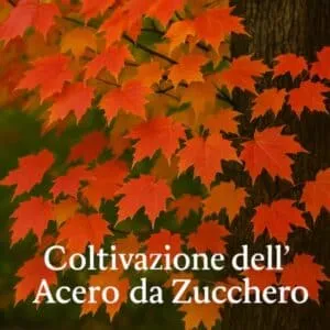 foto acero da zucchero canada