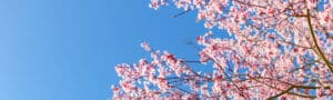 foto di fiori di ciliegio