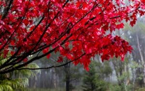 Acero Crimson King