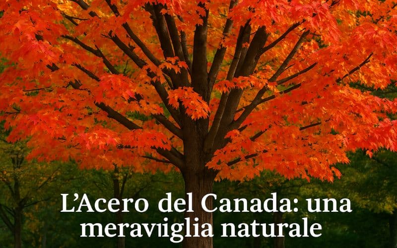 foto di un acero del canada meraviglioso