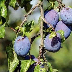 foto di un susino