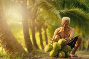 foto di un uomo che raccoglie le noci di cocco dalla pianta