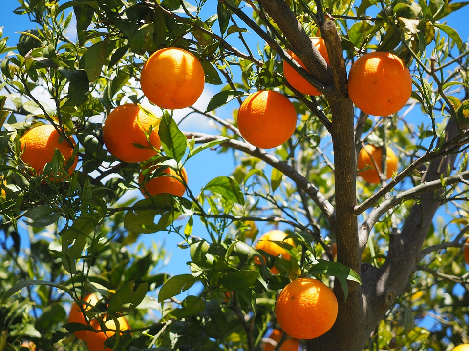 foto rappresentativa della potatura arancio