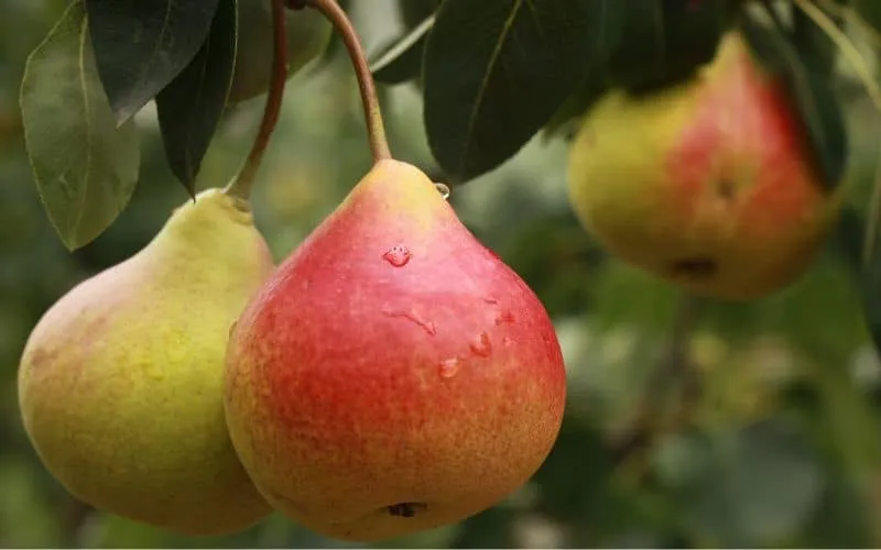 potatura del pero