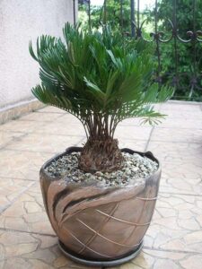 Scopri come abbellire la tua casa con la pianta Fraxinus caroliniana, un albero con foglie a forma di palma e un vaso da fiori Trova gli utensili da cucina giusti e una pentola o una padella per mantenere la pianta in un vaso e portare un tocco di bellezza in casa tua!
