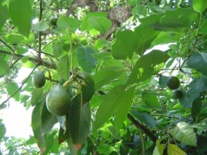Questa immagine mostra un delizioso buffet di frutta con una varietà di deliziosi cibi prodotti dalla pianta, tra cui avocado, pera e mais CornCibo è la scelta migliore per soddisfare tutti i tuoi desideri di delizia!