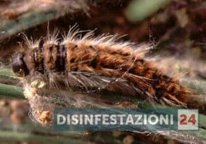 Furgone per disinfestazione equipaggiato per eliminare la processionaria, in riferimento a un articolo su quanto dura una disinfestazione di processionarie