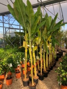 Una foglia di banana che si estende allinterno di un giardino ricco di vegetazione, circondata da natura e fiori in vaso uno spettacolo allaperto per ogni amante del giardinaggio!