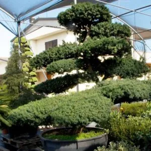Questa splendida foto ritrae un albero di tasso giapponese, una conifera che è stata trasformata in un bonsai e posta in un vaso La natura incontra la tecnica del giardinaggio e crea una pianta perfetta da inserire in un giardino o un balcone Unimmagine idilliaca che parla della bellezza della natura