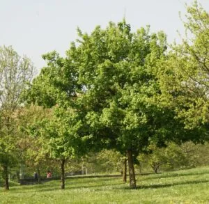 Immagine di un paradiso naturale dove largentato zucchero della vegetazione del giardino, dellalbero, del bosco, della selva, dellerba, dellacero, della quercia e del parco si fondono insieme in uno scenario unico e affascinante