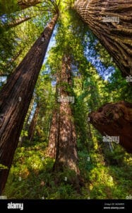 Questa foto mostra una maestosa sequoia di Sitka, un albero che fa parte della famiglia delle sequoie, in un meraviglioso boschetto Unimmagine ricca di natura, con una ricca vegetazione che circonda lalbero, creando una magnifica foresta allaperto Una scena che emana serenità e pace