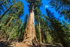 Una persona in NatureGrove, circondata da una straordinaria sequoia di sitka, un albero di redwood, una ricca vegetazione, tutto in una splendida giornata allaperto Un momento magico che celebra la bellezza della natura