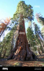 Una foto che mostra la bellezza della natura, con i suoi giganti un grande albero di quercia, uno di sequoia e un tronco dalbero in mezzo ad un bosco ricco di vegetazione allaperto, sulla terra sacra