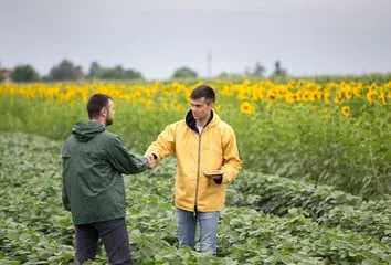 girasoli per olio