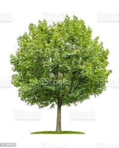 Questo è uno scatto di una composizione di alberi, con un acero bianco, una quercia Ash, un tiglio e un frassino Una tranquilla scena di natura che ricorda lincredibile bellezza della natura con le sue caratteristiche uniche
