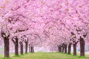 Una primavera allaperto, piena di colori! Il ciliegio cinese di SunNatura è in fiore i suoi fiori di ciliegio si riempiono di sole allaperto tra le piante Unimmagine davvero suggestiva!