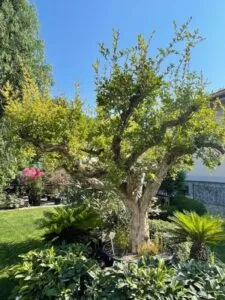 Questa immagine mostra una ricca fruizione della natura allaperto in un cortile o in un giardino Un albero e una pianta in vaso sono circondati da una vegetazione lussureggiante; un bellissimo giardino posteriore da godere GardenPianta è lelemento centrale di questo spazio esterno