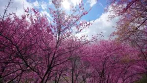 Un tenero e dolce spettacolo della natura, la fioritura dei ciliegi in una calda primavera a Taiwan Uno scatto di SummerFiore catturato allaperto che cattura la magia della vegetazione in estate