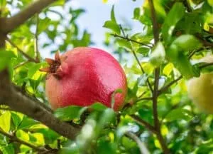 Una ricca esperienza di frutta WatermelonCibo offre la migliore qualità di mele, pere, melagrane, cocomeri e altro ancora per godere di una varietà di sapori!