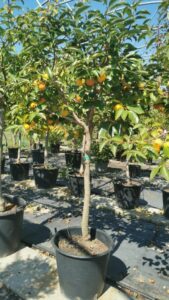 Questa immagine mostra un albero di kaki con una pianta fiorita in vaso ai suoi piedi La frutta di questo albero è un grapefruit, un prodotto citrico ricco di vitamine e nutrienti Tutto intorno cè una lussureggiante vegetazione con fiori di vari colori