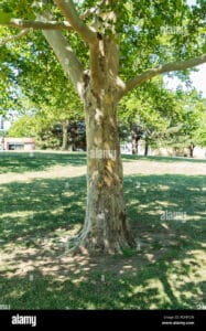 Una vista ricca di verde e di serenità al centro del parco un tronco dalbero di grandi dimensioni, con i suoi rami carichi di foglie di quercia, platano americano e tiglio Lerba ricca e rigogliosa circonda lalbero, creando unatmosfera di pace e di tranquillità Un invito irresistibile a godersi la bellezza della vegetazione e della natura