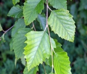 Questa immagine ritrae la bellezza della natura con la sua ricca vegetazione Una magnifica quercia nera si staglia sullo sfondo, mentre più avanti una betulla e un albero di scombro si adornano di foglie Una grande varietà di piante crea una scena che cattura la magia della natura