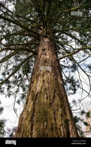 Immagine di un imponente tronco di una sequoia di Sitka, una delle più grandi piante tra le conifere della famiglia dei Redwood