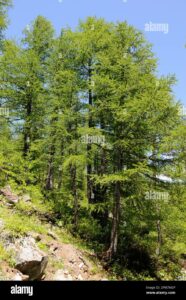 , Natura, ForestaUna pianta di larice europeo, una conifera di cedro, si erge nella natura della foresta, come un regale albero di larice e cedro Una visione incantevole della natura in tutta la sua magnificenza