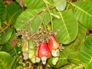 Immagine di una varietà di noci di acero fresche e succose, ricche di sapori fruttati la perfetta combinazione di Frutta, Verdure, Piante, Prodotti e Foglie FruitsCibo portate a casa la freschezza della Vegetazione per unesperienza di gusto unica