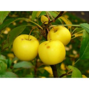 Questo albero selvatico è una fonte di preziosi frutti mele, pere, fragole e anche fragole! Le sue piante producono cibi nutrienti e deliziosi, come le fragole, che sono una delizia per il nostro palato