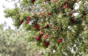 Questa immagine mostra la bellezza e la maestosità della PineConifera, una pianta simbolo che si ritrova nella vegetazione del nostro paesaggio italiano un albero di tiglio, un abete, un larice ed un pino Una visione incantevole che rappresenta la variegata natura italiana