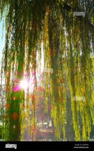Questa immagine raffigura un salice alaskano che si staglia su un prato punteggiato da una ricca vegetazione, riflesso dal bagliore della luce del sole Il salice spicca tra gli alberi del bosco, risplendendo di una luce magica Latmosfera è unica, come se il Meadow fosse stato incantato dalla bellezza del salice