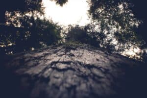 Questimmagine mostra un magnifico cipresso baldacchino che sembra fare da guardia alla terra, circondato da una selva di alberi, tronchi, boschi e foreste pluviali La natura, con la sua rigogliosa vegetazione, ci ricorda quanto sia importante la responsabilità che abbiamo nei confronti del nostro meraviglioso pianeta