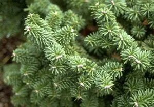 Questa immagine mostra una splendida pianta di abete balsamico, una conifera appartenente alla famiglia dei pinus Il suo tronco scuro e robusto si erge verso lalto, circondato da una folta vegetazione di aghi di pino, offrendo una magnifica vista della natura