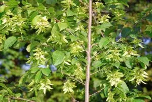 Un albero bianco con una fitta nebbia erbosa che circonda i suoi fiori e le sue foglie verdi, una visione incantevole che ricorda la bellezza della natura