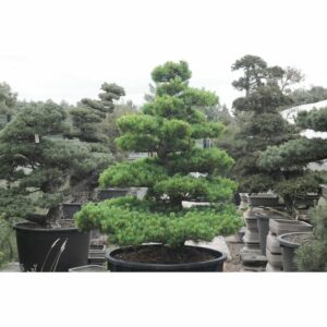 Questa immagine mostra una pianta di Pinus pinea in un vaso di bonsai, una specie di albero a conifere Una bellissima aggiunta alla vegetazione del tuo balcone o giardino!