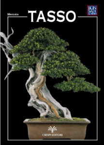 Questa foto mostra un bellissimo albero tasso giapponese, una pianta sempreverde, in vaso, in una forma bonsai Si tratta di una conifera, che darà un tocco di stile ed eleganza alla vostra casa Inoltre, su un lato del vaso è presente un codice QR che vi darà accesso a informazioni dettagliate su come prendersene cura