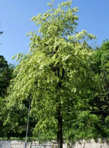 Questa immagine ritrae una scena di un boschetto di alberi, tra cui una grande robinia La vegetazione è allaperto e il tronco di un acero si staglia sullo sfondo Una foglia cade dallalbero, ricordando la bellezza della natura in ogni stagione
