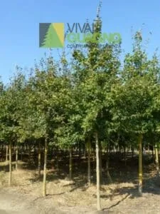 Una scena idilliaca un acero in mezzo a un campo di meadowpiante, circondato da un boschetto di alberi e vegetazione, che si estende fino allorizzonte Un panorama mozzafiato che ci ricorda quanto sia speciale la natura che ci circonda, godibile solo allaria aperta, in un bosco o in un prato