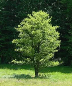 Un boschetto di alberi conifere, tra cui ontano nero, acero, quercia e tiglio, che crescono in una folta vegetazione di un lussureggiante bosco
