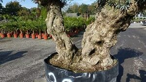 Immagine di una scena naturale con un ulivo americano tra fern, piante in vaso, alberi, tronchi dalbero, conifere, vegetazione, un boschetto, una palma, un bonsai e una felce Un ambiente incantevole che unisce la bellezza della natura con leleganza della cultura giapponese