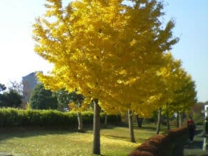 Questa immagine mostra un boschetto di alberi di ginkgo biloba, acero e quercia che circondano un prato di erba, creando un incantevole parco con la sua vegetazione lussureggiante La foglia dautunno dei singoli alberi si mescola creando un bosco di colori e texture che cattura locchio